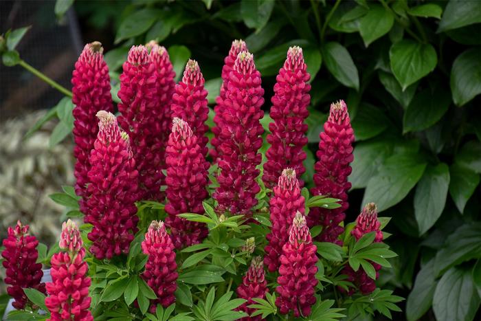 Lupine - Lupinus polyphyllus 'Gallery Mini Red'