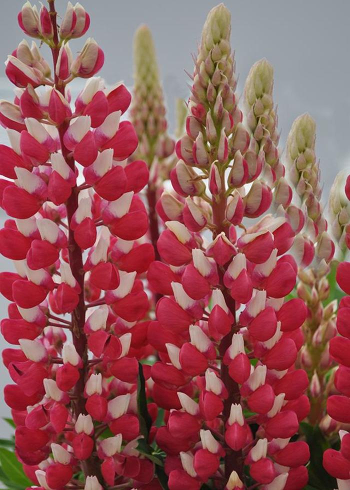 Staircase™ Red & White - Lupinus polyphyllus 'Red & White' (Lupine)