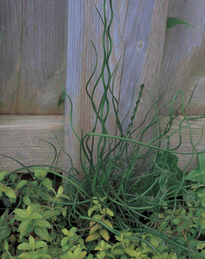 Curly Wurly - Juncus effusus 'Spiralis' Curly Wurly - Juncus effusus 'Spiralis'