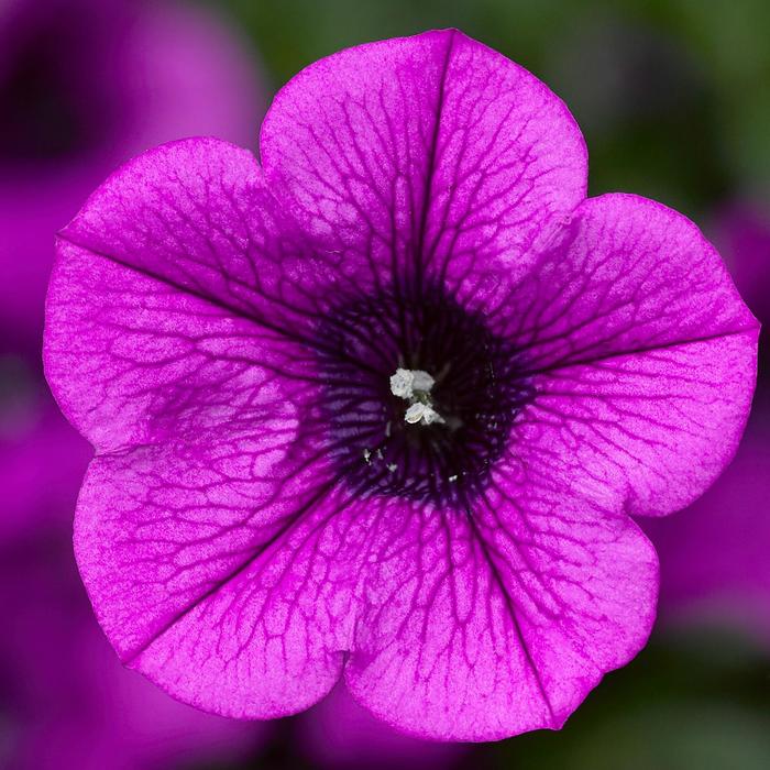 Dekko™ Deep Lavender Vein - Petunia Dekko™ Deep Lavender Vein - Petunia
