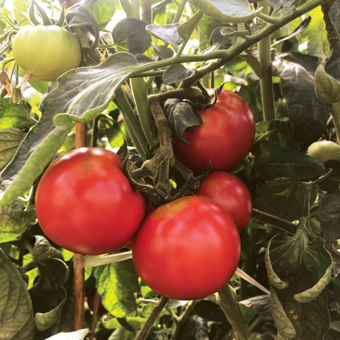Tempting Tomatoes® Garden Treasure - Lycopersicon esculentum 'Garden Treasure' USPVP 20140065 (Tomato)