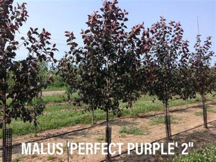 Perfect Purple Crabapple - Malus 