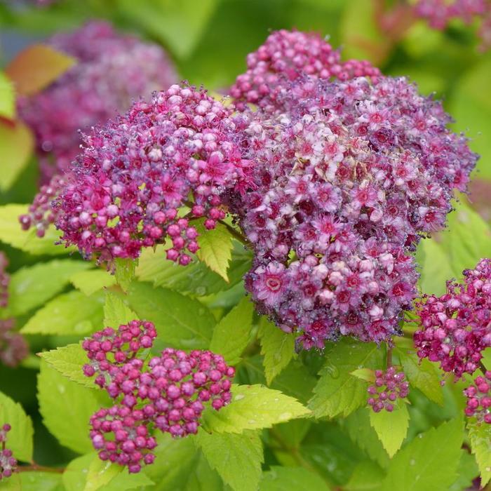 Double Play Dolly® - Spiraea japonica (Spirea)