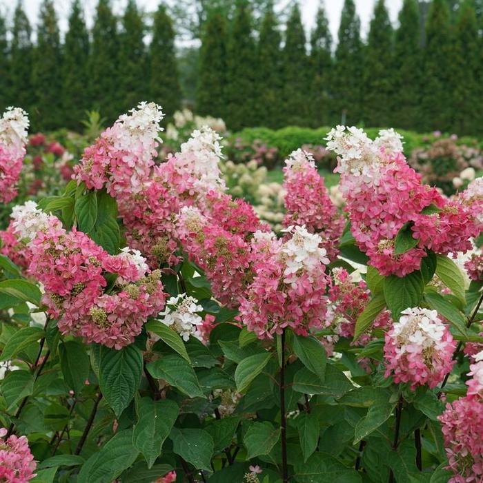 Pinky Winky Prime® Panicle Hydrangea - Hydrangea paniculata