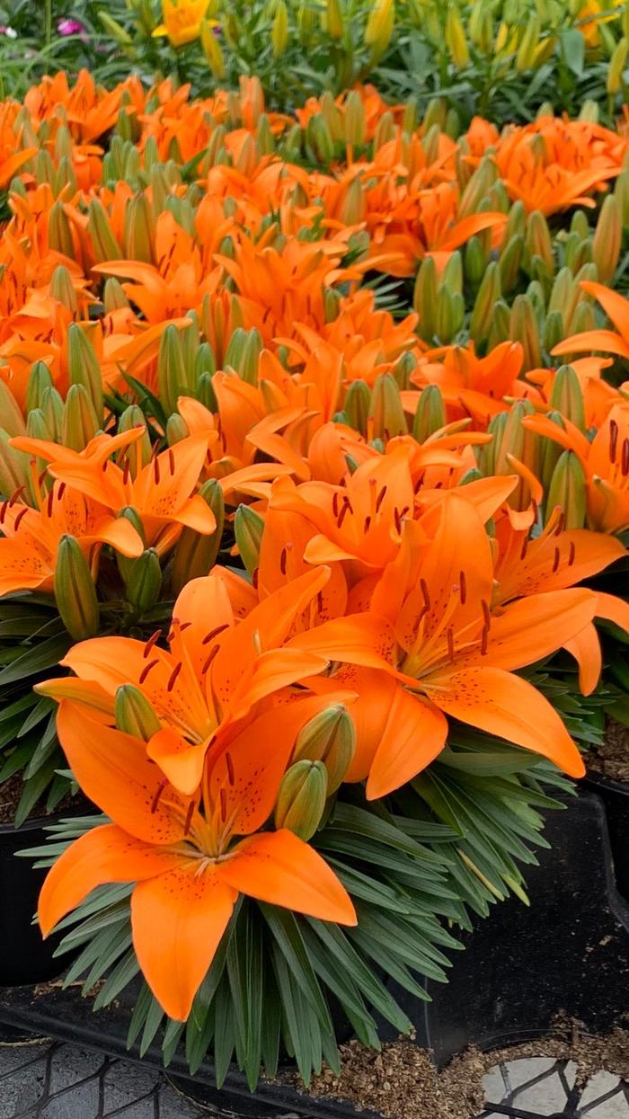 Lily Looks 'Tiny Invader' - Lilium asiaticum (Asiatic Lily) Lily Looks 'Tiny Invader' - Lilium asiaticum (Asiatic Lily)