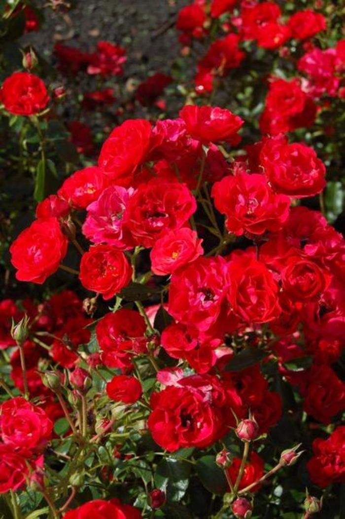 Nitty Gritty® Red - Shrub Roses