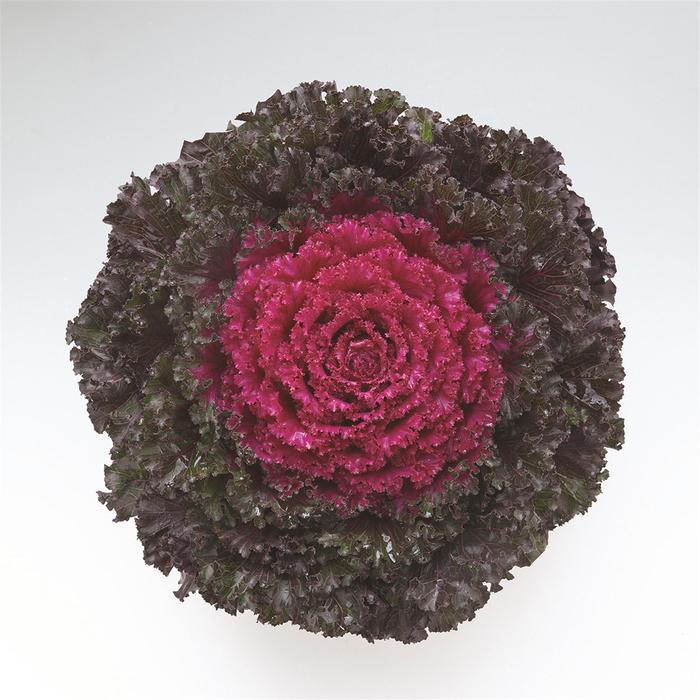 'Crystal Deep Red' Flowering Kale - Brassica oleracea 'Crystal Deep Red' Flowering Kale - Brassica oleracea
