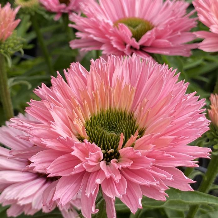 'SunSeekers Salmon' Coneflower - Echinacea 'SunSeekers Salmon' Coneflower - Echinacea