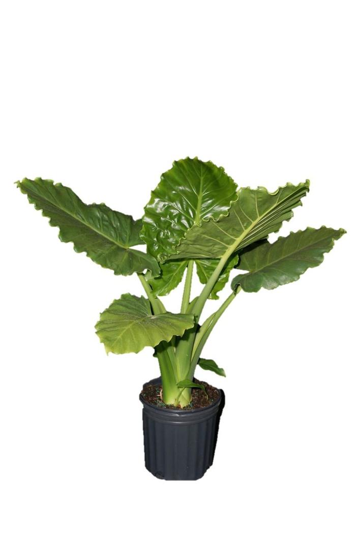 'Emerald Isle™' Elephant Ear - Alocasia hybrid