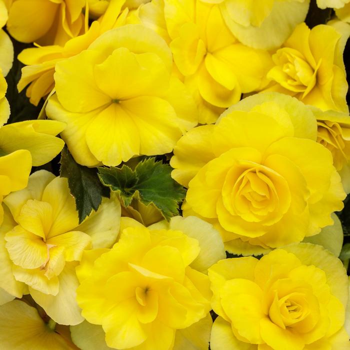 Solenia® Yellow Improved - Begonia x hiemalis (Rieger Begonia)