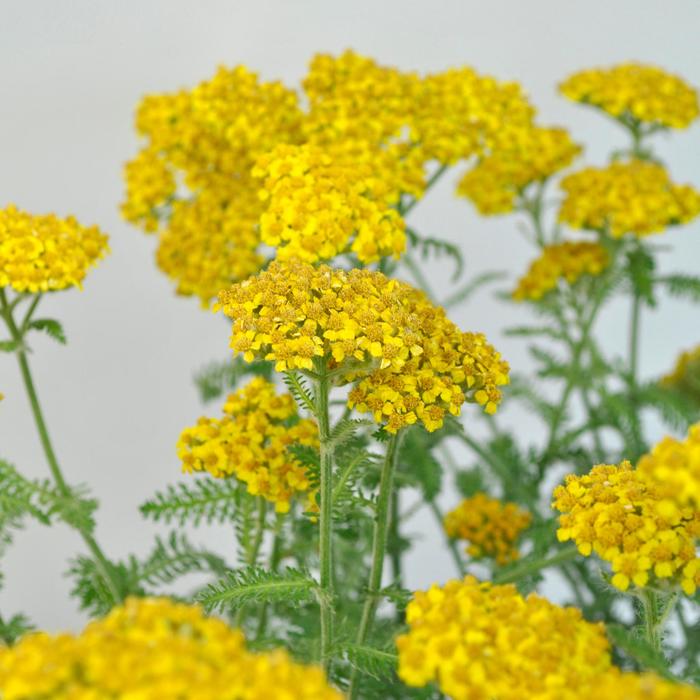 'Little Moonshine' Yarrow - Achillea 'Little Moonshine' Yarrow - Achillea