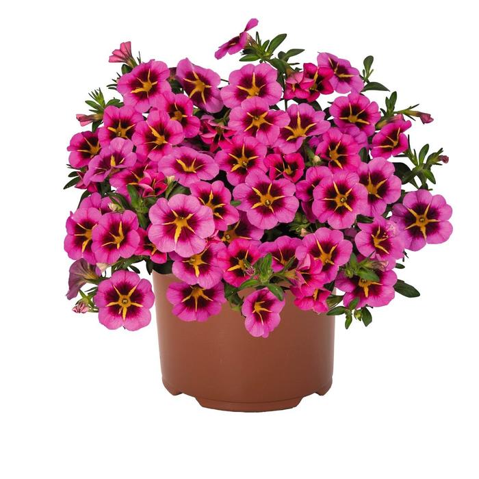 'TikTok Rose Improved' - Calibrachoa (Million Bells) 'TikTok Rose Improved' - Calibrachoa (Million Bells)