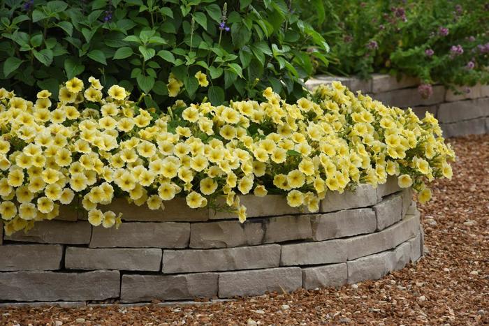 Bee's Knees - Petunia Bee's Knees - Petunia
