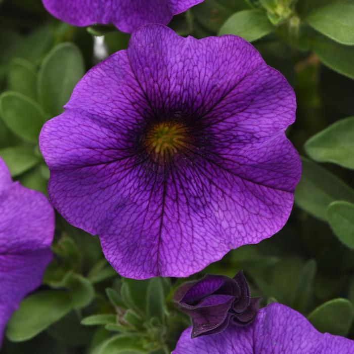 EnViva™ Blue - Petchoa (Petchoa, Calibrachoa) EnViva™ Blue - Petchoa (Petchoa, Calibrachoa)