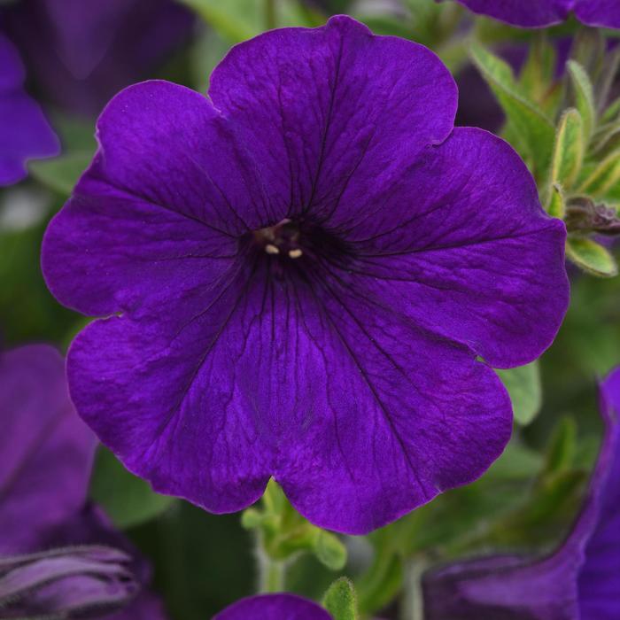 SureShot™ Dark Blue - Petunia SureShot™ Dark Blue - Petunia