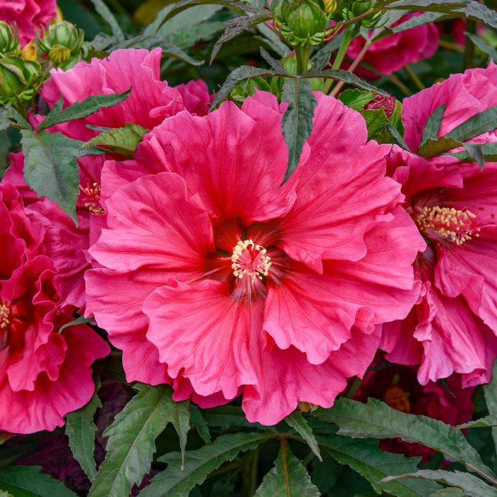 'Watermelon Ruffles' Rose Mallow - Hibiscus 'Watermelon Ruffles' Rose Mallow - Hibiscus