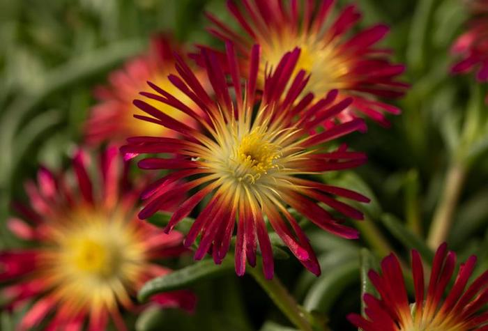 Delmara™ Fuchsia - Delosperma cooperi (Iceplant) Delmara™ Fuchsia - Delosperma cooperi (Iceplant)