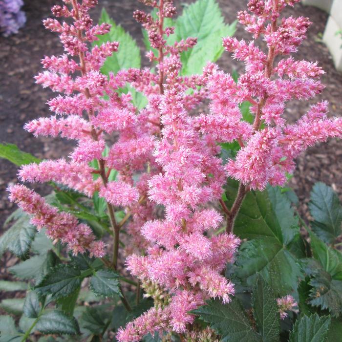 False Spirea - Astilbe chinensis 'Visions in Pink' False Spirea - Astilbe chinensis 'Visions in Pink'