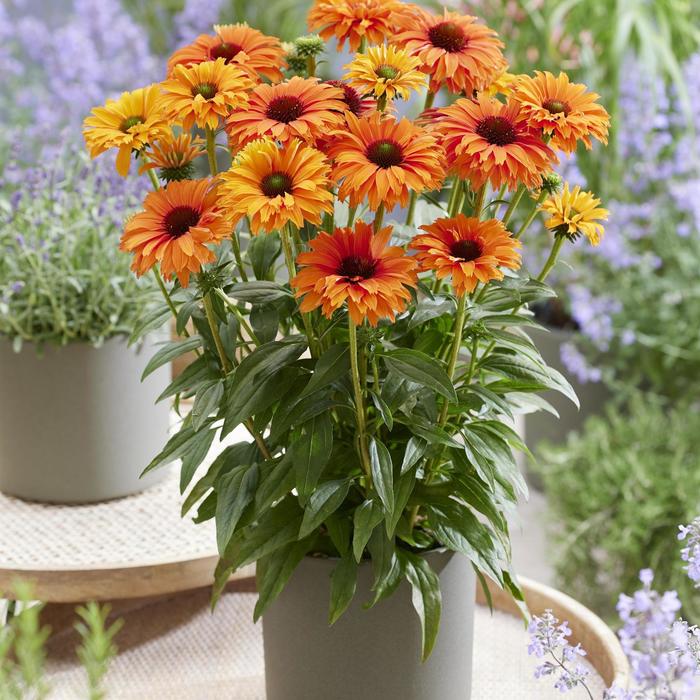 'SunSeekers Mineola' Coneflower - Echinacea 'SunSeekers Mineola' Coneflower - Echinacea