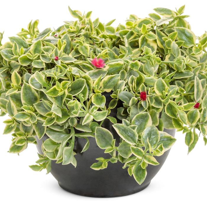 Mezoo™ Trailing Red - Dorotheanthus bellidiformis 'Mezoo Trailing Red' Mezoo™ Trailing Red - Dorotheanthus bellidiformis 'Mezoo Trailing Red'