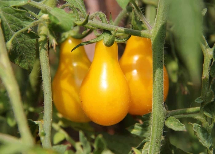 Lemon Pear Tomato - Tomato 