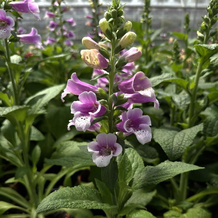 Dalmatian 'Rose' - Digitalis purpurea (Foxglove)