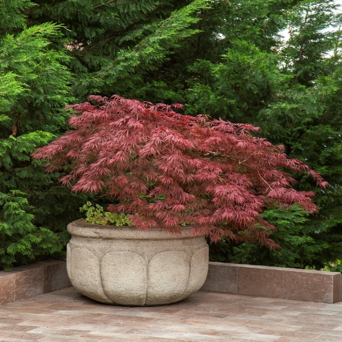 Japanese Maple Velvet Viking - Acer palmatum 