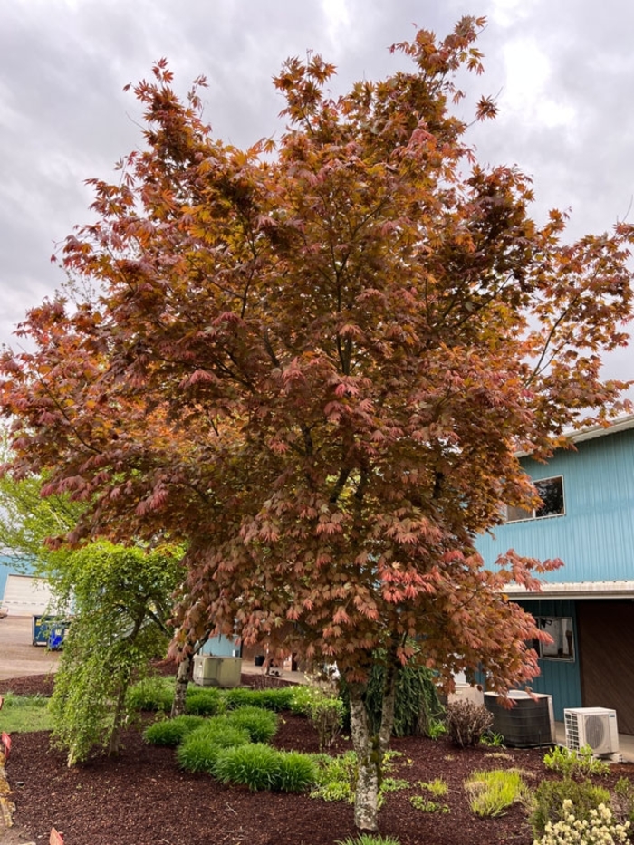 Northern Glow® Japanese Maple - Acer pseudosieboldianum x palmatum 'Hasselkus' 