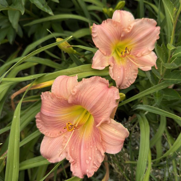 'Jolyene Nichole' Daylily - Hemerocallis 