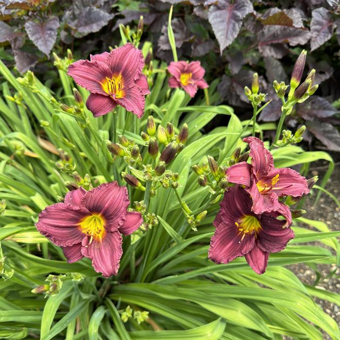 'Little Grapette' Daylily - Hemerocallis 