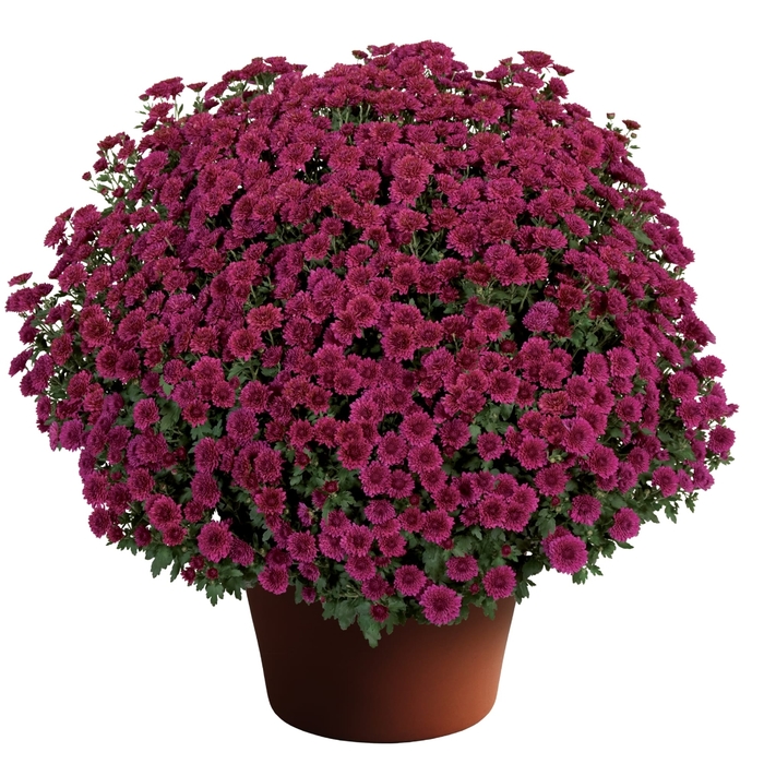 Cheryl Purple - Garden Mum 