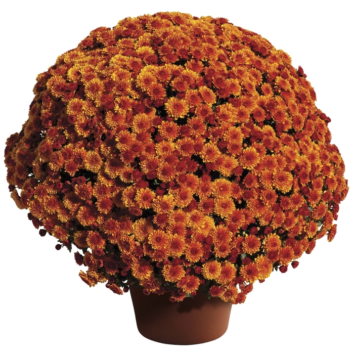 Spicy Orange - Garden Mum