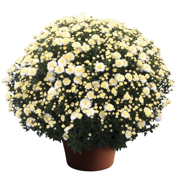 Pamula White - Garden Mum 