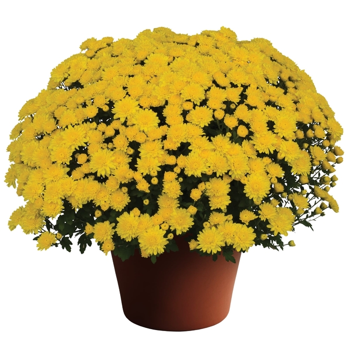 WilmaYellow - Garden Mum 