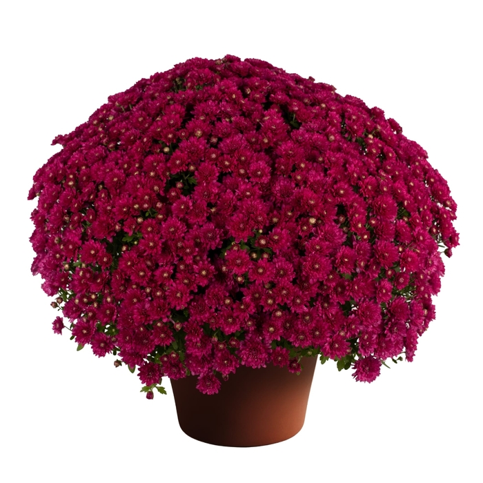 Wanda Purple - Garden Mum 