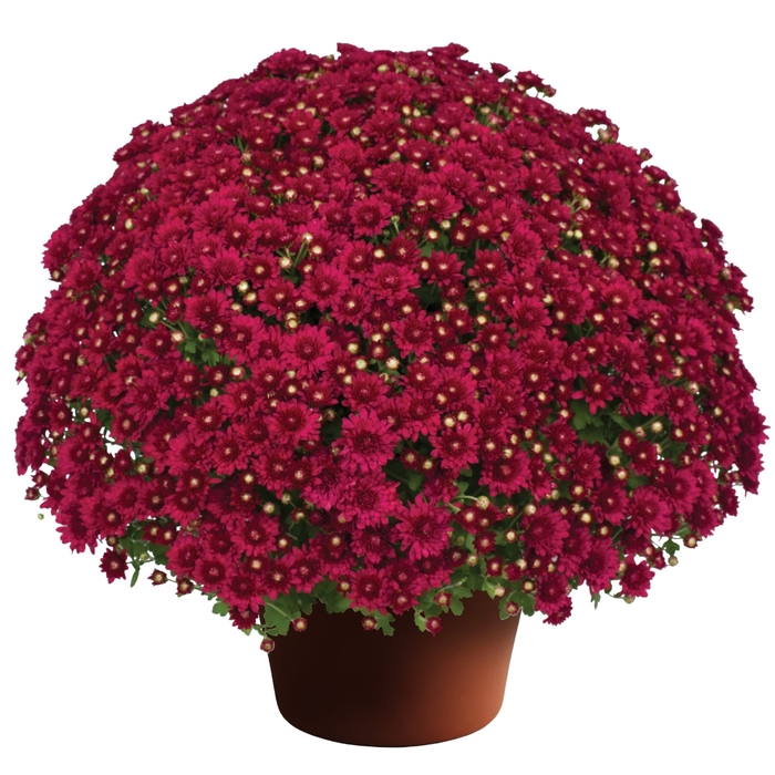 Wanda Red - Garden Mum 