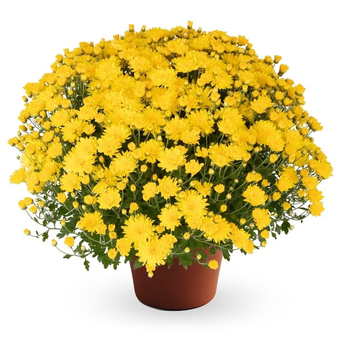 Pamula Yellow - Garden Mum