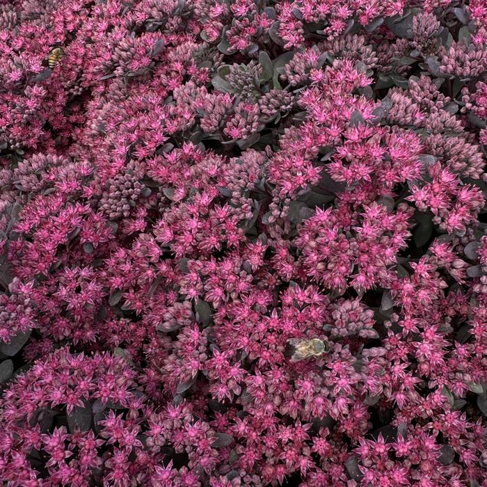 Stonecrop - Sunsparkler&reg; Dazzleberry Sedum