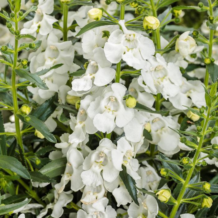 Angelface&reg; White - Angelonia (Summer Snapdragon)
