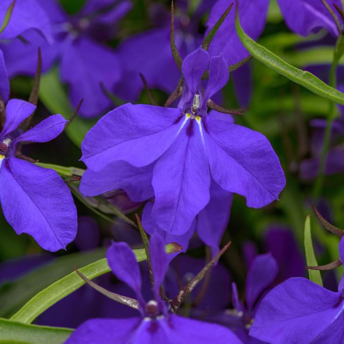 Heatopia&trade; Dark Blue - Lobelia erinus