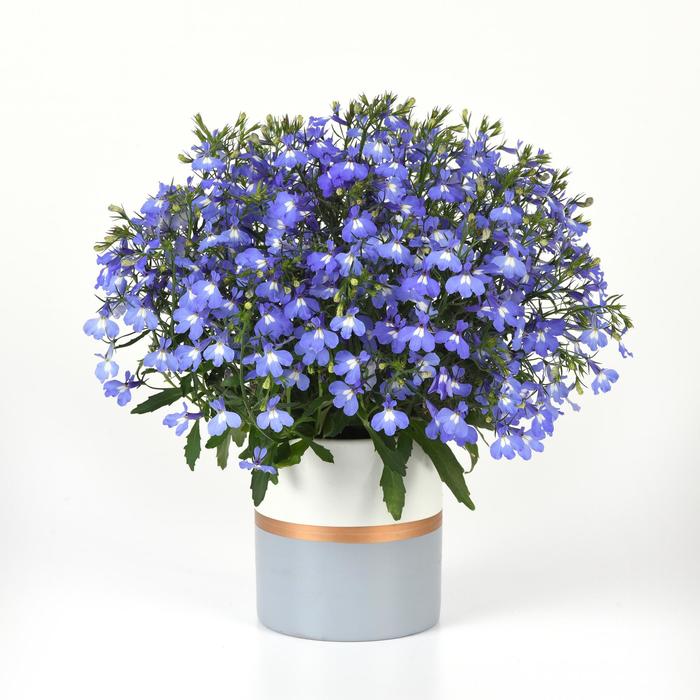 Heatopia&trade; Sky Blue - Lobelia erinus