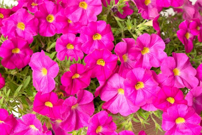 SuperCal&reg; 'Shocking Pink' - Petchoa (Petunia)