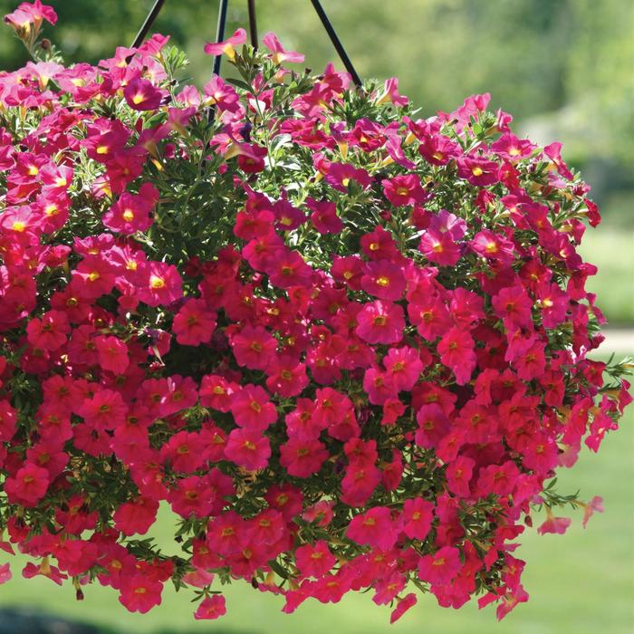 SuperCal&reg; Neon Rose - Petchoa (Petunia and Calibrachoa)
