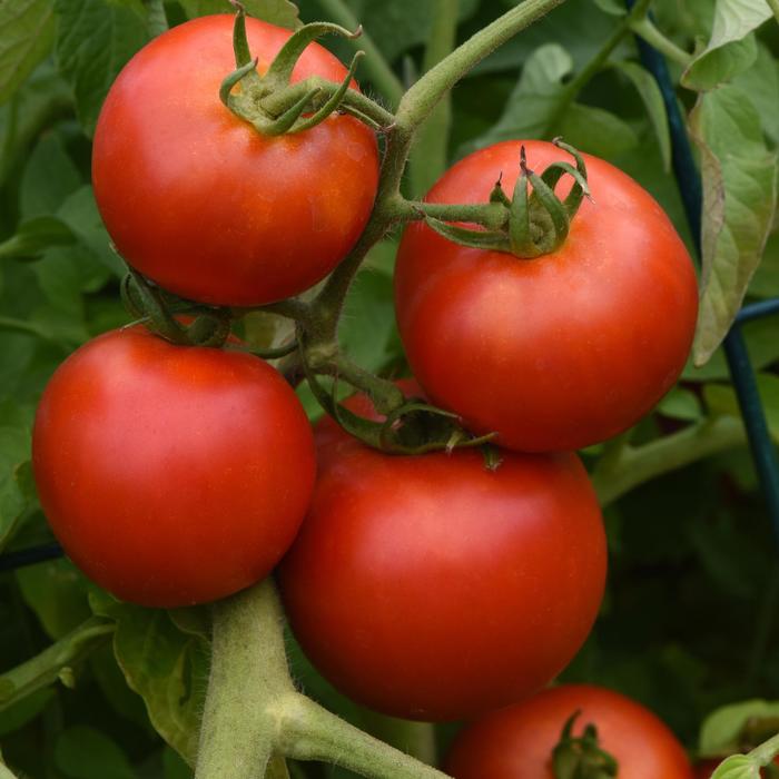 'Early Girl Plus' Tomato - Lycopersicon esculentum