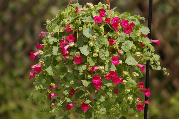 Lofos® Compact Rose - Lophospermum 'Compact Rose' (Lophospermum)