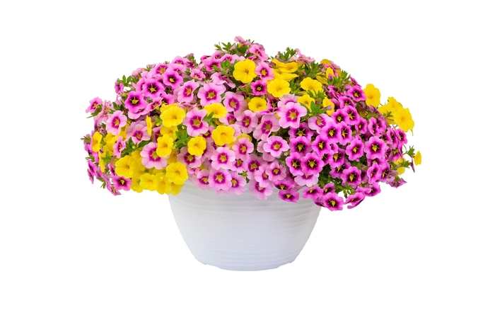 Bloomtastic Summer - Confetti Garden Calibrachoa