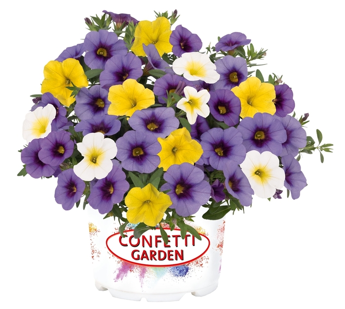 Hawaiian Orchid - Confetti Garden Calibrachoa