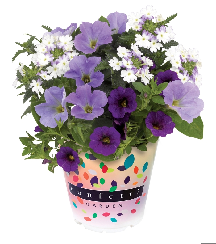 Shocking Blue - Confetti Garden Calibrachoa