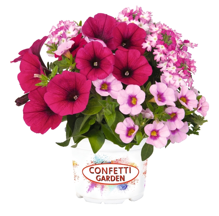 Shocking Pink - Confetti Garden Calibrachoa Shocking Pink - Confetti Garden Calibrachoa