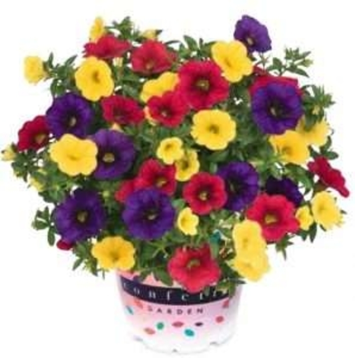 Summer Sunset - Confetti Garden Calibrachoa